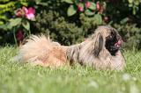 PEKINOIS 170